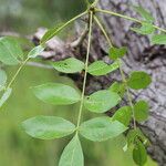 Zanthoxylum chalybeum पत्ता