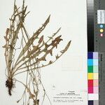 Hypochaeris microcephala Yeri
