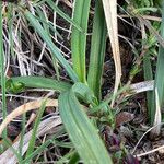 Carex parviflora Hoja