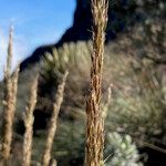 Calamagrostis recta Flower