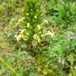 Lobelia stricta Çiçek