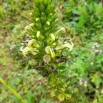 Lobelia stricta Kvet