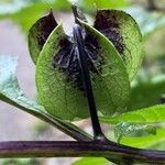 Nicandra physalodes 果