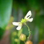 Christia obcordata Flower