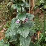 Gloxinia perennis Blad