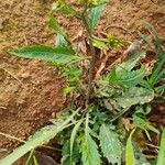 Rorippa indica 葉