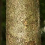 Himatanthus bracteatus Bark