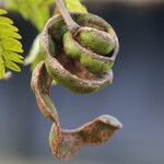 Osodendron altissimum Fruit