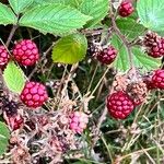 Rubus gratus ഫലം