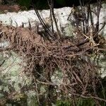 Adiantum latifolium 樹皮