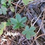 Potentilla canadensis Blad