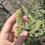 Leucosidea sericea Çiçek