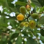 Cordia dichotoma Fruit