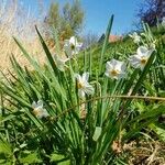 Narcissus poeticus Blüte