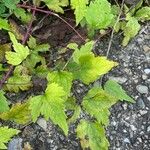 Clematis virginiana Leaf