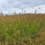 Themeda triandra Habitat