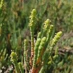 Arthrocnemum macrostachyum Mosusu