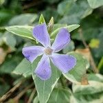 Vinca major Flor