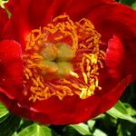 Paeonia peregrina പുഷ്പം