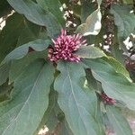 Clerodendrum quadriloculare برگ