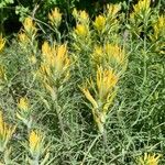 Castilleja linariifolia Flower