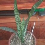 Sansevieria hyacinthoides Blad