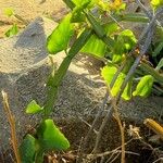 Cissus quadrangularis Folla