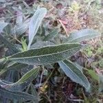 Oenothera gaura Leaf