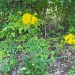 Senecio ampullaceus Flower