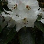 Rhododendron souliei Floare