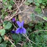 Viola canina Цвят