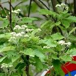 Sorbus intermedia Хабит