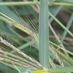 Dichanthium annulatum Leaf