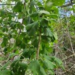 Prunus americana Blatt