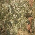 Pradosia ptychandra Bark