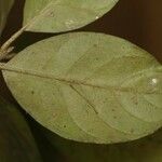 Siparuna decipiens Yaprak