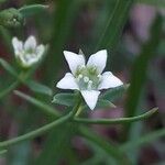 Thesium linophyllon Fleur