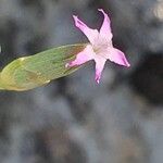 Dianthus pyrenaicus Blomma