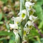 Spiranthes spiralis Flor