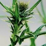 Cirsium vulgare Хабит