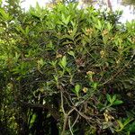 Rhododendron ponticum Συνήθη χαρακτηριστικά