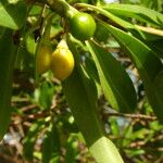 Bontia daphnoides Fruit