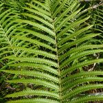 Thelypteris interrupta Folio