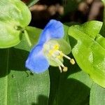 Commelina communis Çiçek