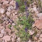 Lupinus sparsiflorus Flower