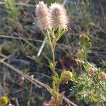 Trifolium arvense Агульны выгляд