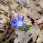 Chionodoxa luciliae 花