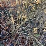 Sambucus nigra Habit