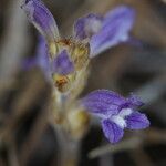 Orobanche nana Flor