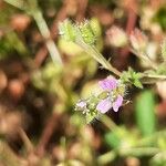 Geranium pusillumപുഷ്പം